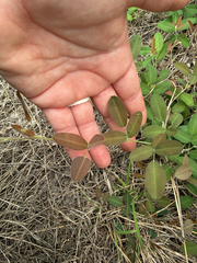 Lespedeza texana, photograph (c) beth_snow, some rights reserved (CC BY)