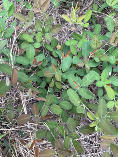 Lespedeza texana, photograph 5