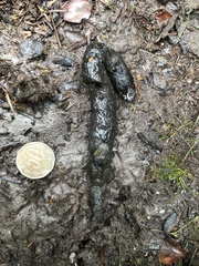 Lycalopex fulvipes