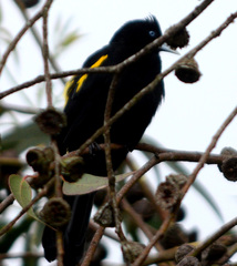 Cacicus chrysonotus