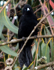 Cacicus chrysonotus