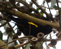 Cacicus chrysonotus