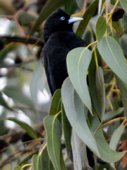Cacicus chrysonotus