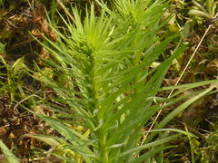 Liatris pycnostachya