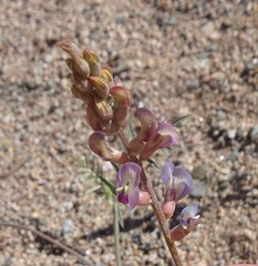 Astragalus arizonicus