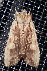 Lithophane patefacta