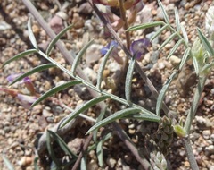 Astragalus arizonicus