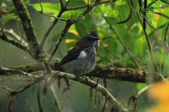 Heterospingus rubrifrons