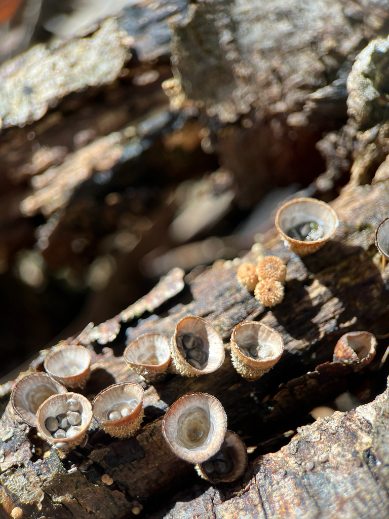 Cyathus striatus · April 2026 · photo: © jazminjade (iNaturalist, cc-by-sa)