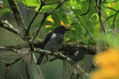 Heterospingus rubrifrons