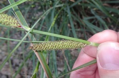 Carex ultra