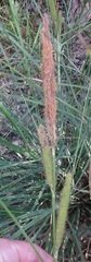 Carex ultra