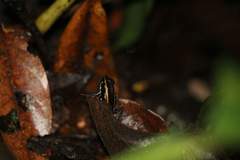 Phyllobates lugubris