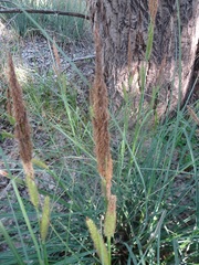 Carex ultra