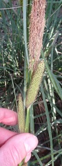 Carex ultra