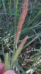 Carex ultra