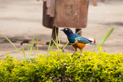 Lamprotornis superbus