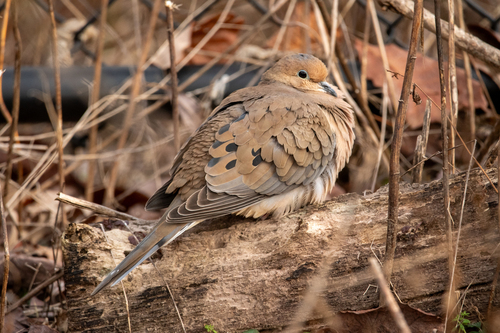 Mourning Dove photographed in Illinois