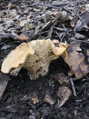 Cantharellus californicus