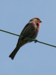 Haemorhous mexicanus