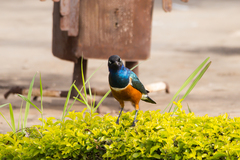 Lamprotornis superbus