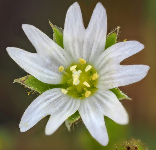 European chickweed (Cerastium pumilum)