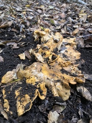 Cantharellus californicus