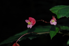 Begonia incarnata