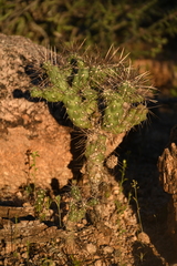 Cylindropuntieae