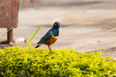 Lamprotornis superbus