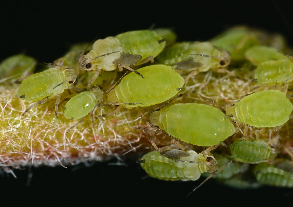 Aphis helianthemi