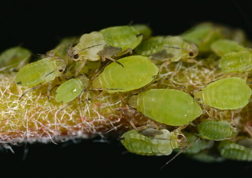 Aphis helianthemi
