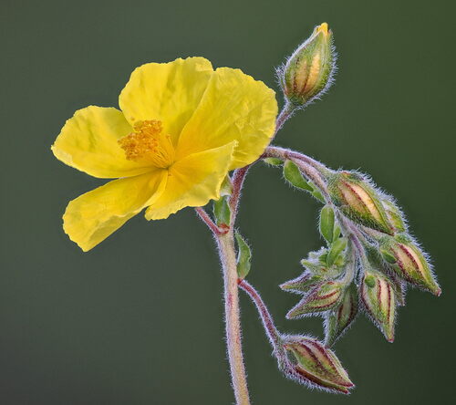 Paprastasis saulenis nuotrauka