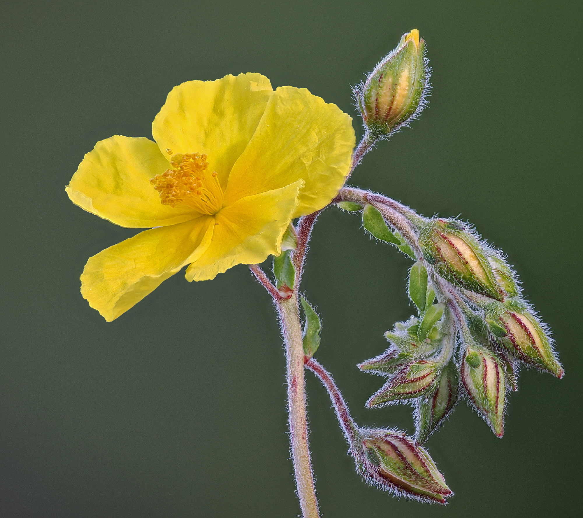 Paprastasis saulenis