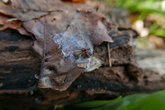 Callobius claustrarius