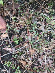 Vaccinium crassifolium