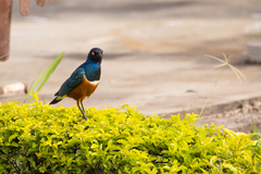 Lamprotornis superbus