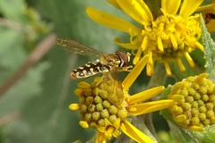 Toxomerus vertebratus