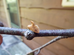 Tortricidia testacea