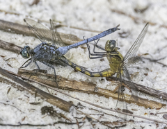 Orthetrum boumiera