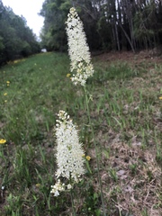 Stenanthium texanum
