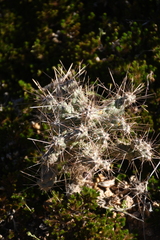Cylindropuntieae