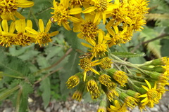 Toxomerus vertebratus