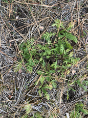Geum triflorum