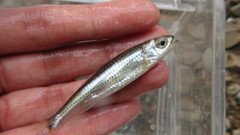 Notropis telescopus