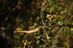 Metastelma arizonicum