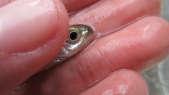 Notropis telescopus
