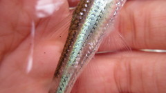 Notropis telescopus