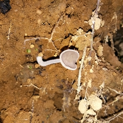 Helvella atra