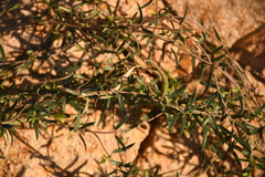 Metastelma arizonicum